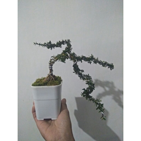 tanaman bonsai micro serbin siap tampil - TitipBibit