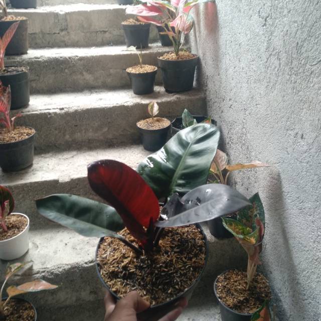 Tanaman Philodendron Black Cardinal Tanaman Philo Murah Terawat Tanaman Rimbun
