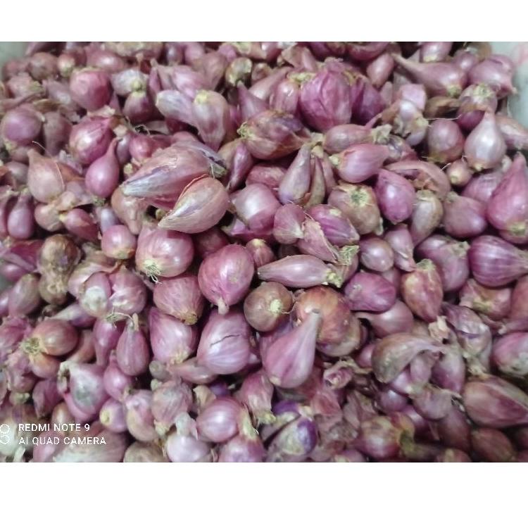 

T40 Bawang merah segar Jatim TREND ♩♪