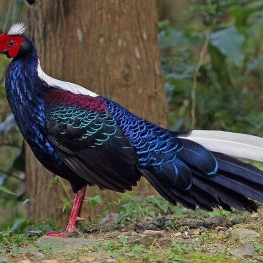 

➧ telur ayam hias swinhoe Pheasant ✸