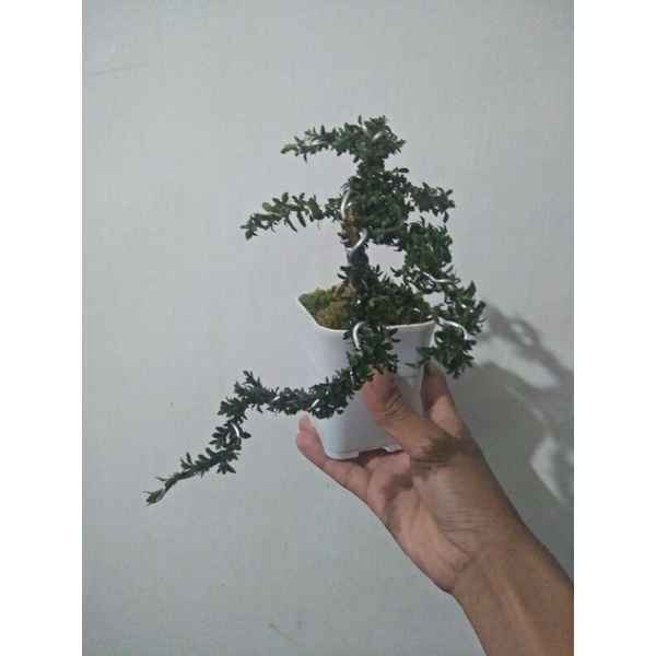 tanaman bonsai micro serbin siap tampil - TitipBibit