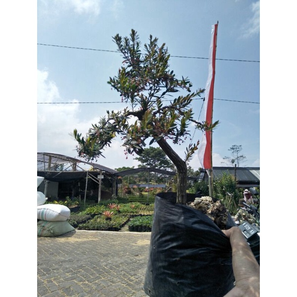 bonsai mini medium cindrawasih rare item - TitipBibit