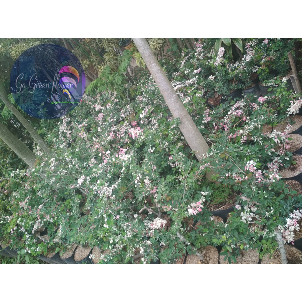 BAHAN BONSAI ASEM LONDO (PITHECELLOBIUM DULCE)- asam belanda - asam ranji sudah berkawat - TitipBibit