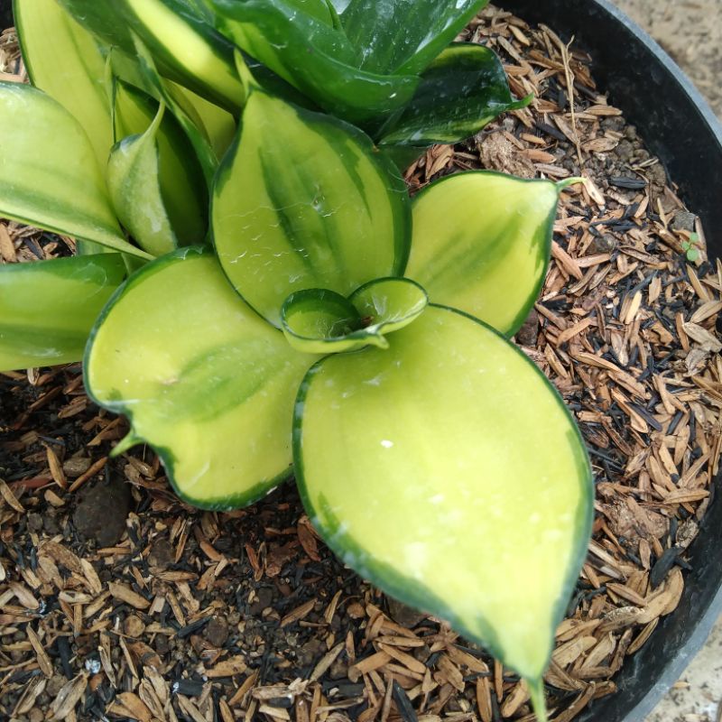 kaktus sukulen// sansevieria green mould varigata 01