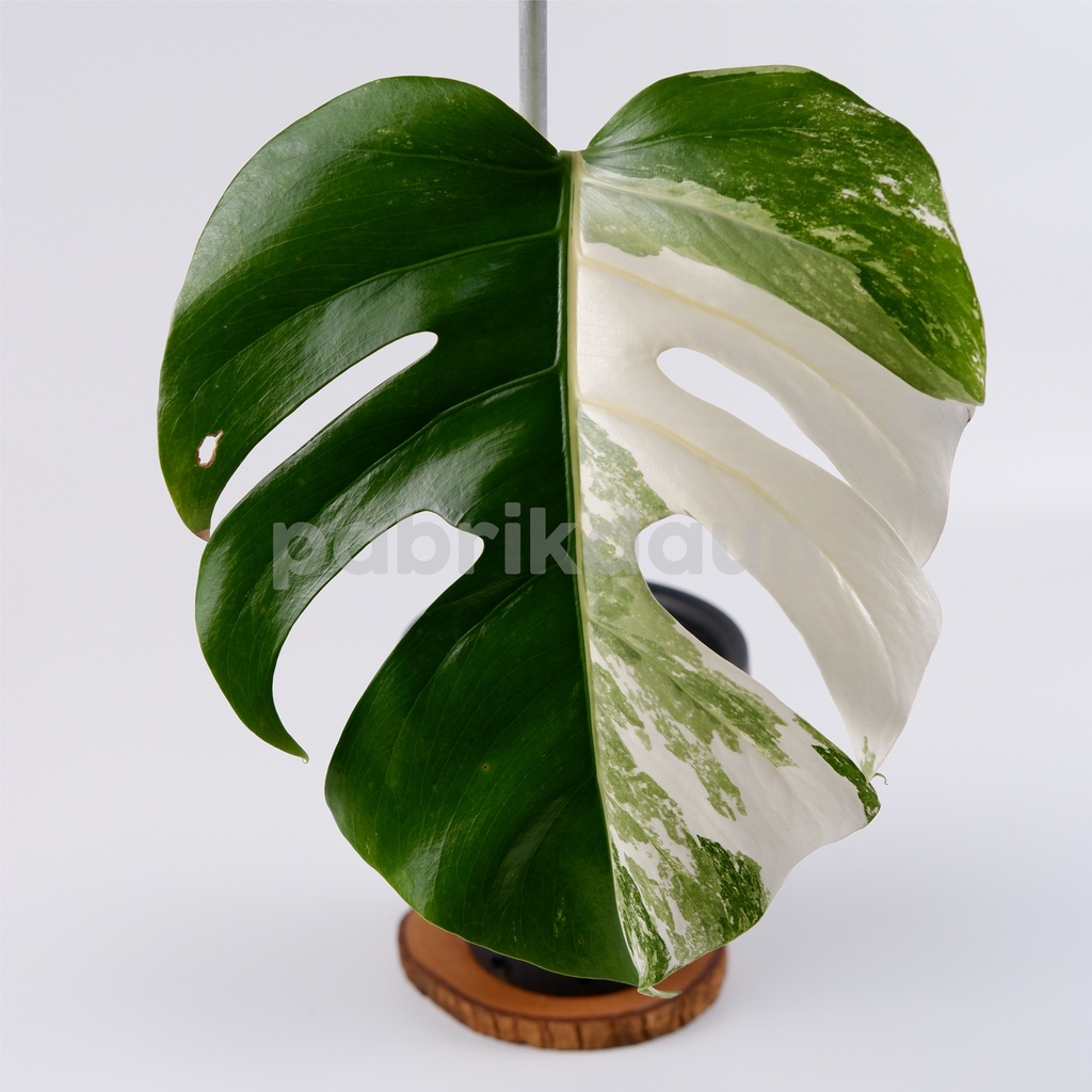 REAL PIC #113 Monstera Variegata Marble | Monvar Albo Varigata