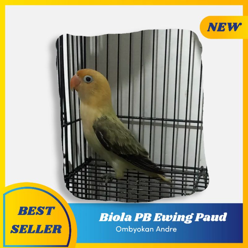 Lovebird Biola PB Ewing Paud