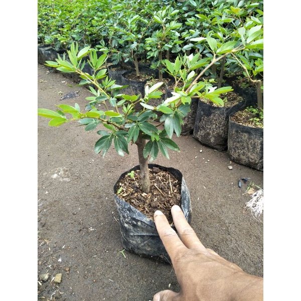 tanaman bahan bonsai kaliandra prospek mudah di bentuk  - TitipBibit