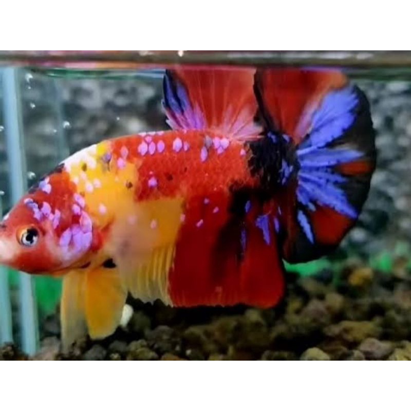 COD || YELLOW BASE MULTI