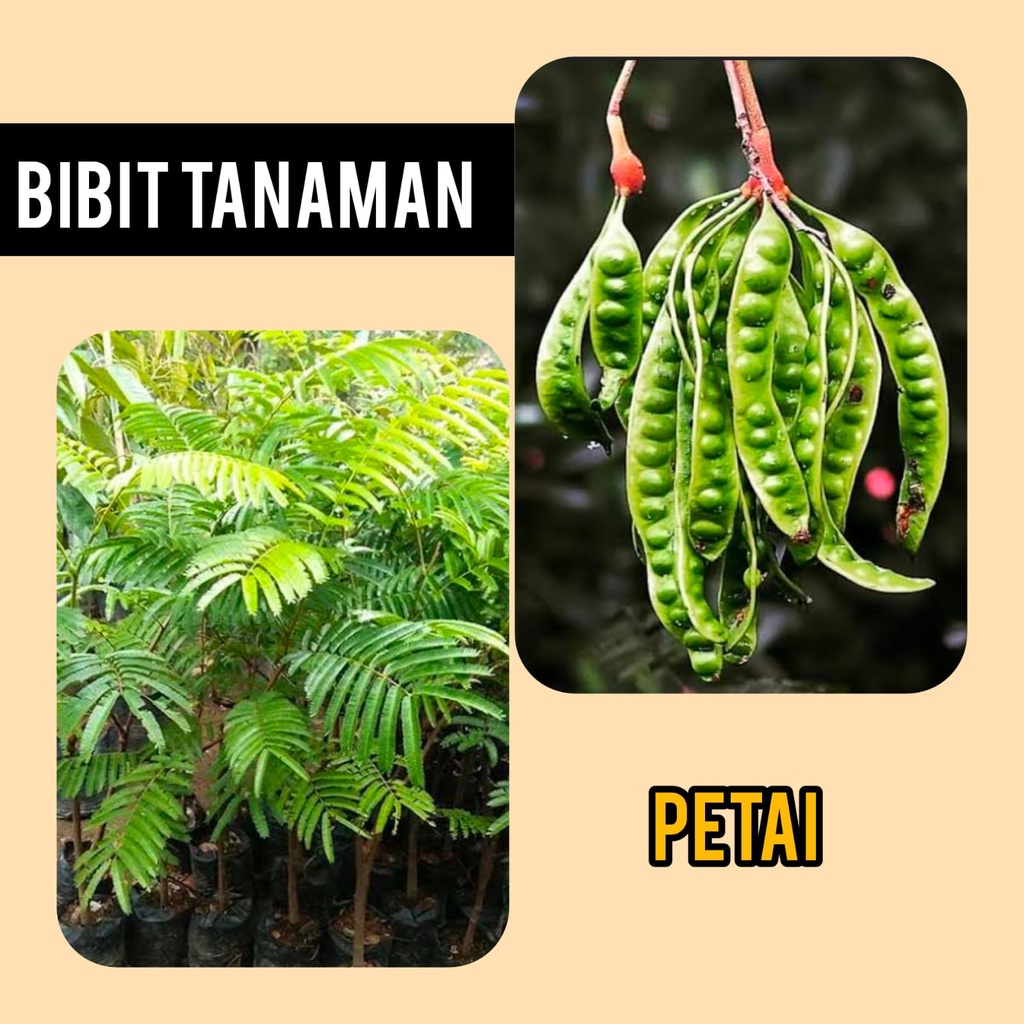 Bibit Pete / Petai / Pete Hibrida/ Pete Okulasi 1 kilo muat 5 bibit