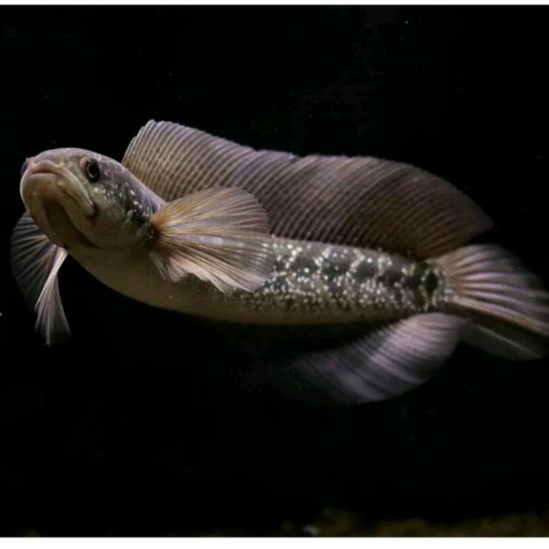 CHANA ASIATICA WS 6-7CM