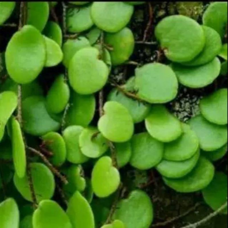 Daun picisan sisik naga segar 500 gram