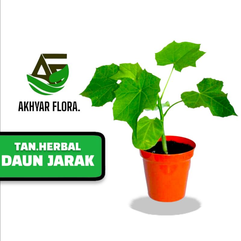Tanaman Herbal Jarak Pagar Daun Jarak Pagar
