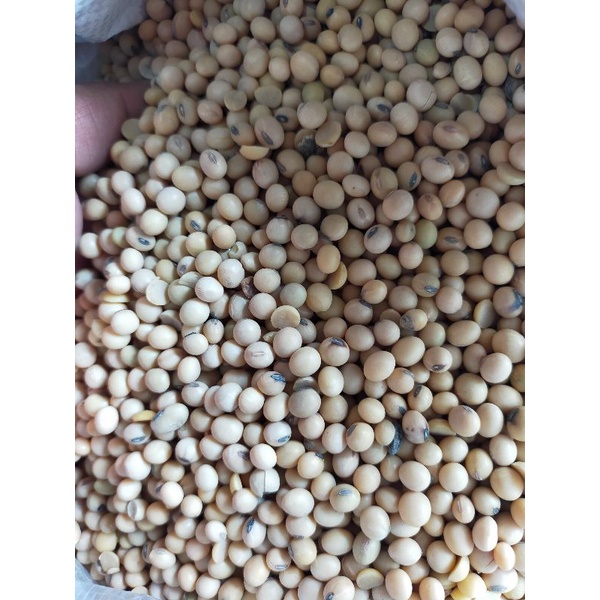 

kacang kedelai 500gr