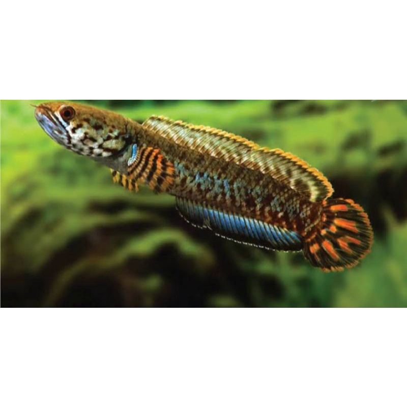 CHANA BLEHERI TOP GRADE 4 CM