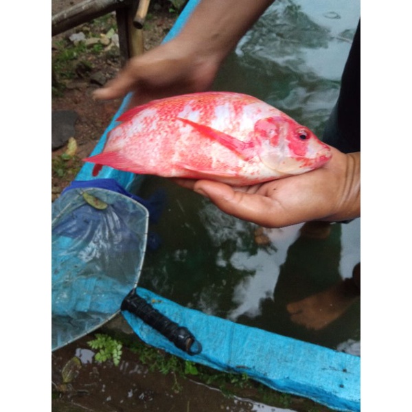 INDUKan Nila merah 1pasang30 000