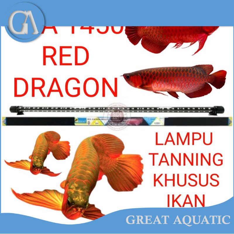 lampu tanning aquarium khusus ikan arwana RECENT rca 1450 red dragon RCA