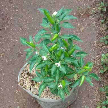 Pohon cabe rawit / Tanaman Cabe Rawit Hijau siap berbuah