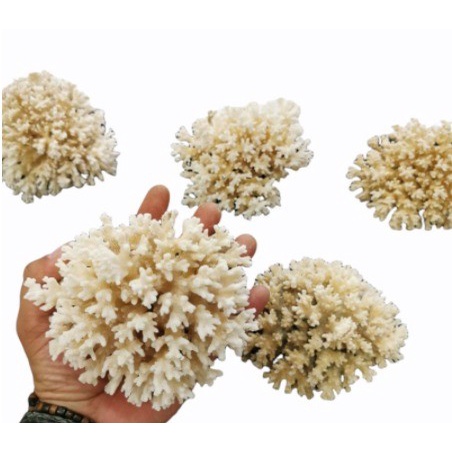 KARANG LAUT HIASAN AQUARIUM KARANG/KORAL/TERUMBU