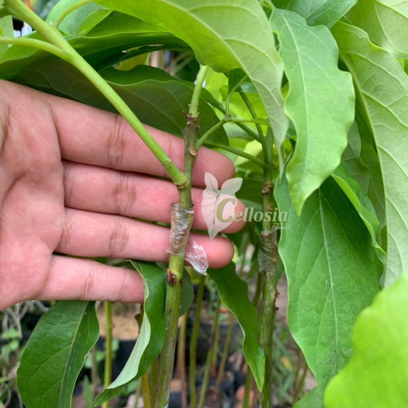 Bibit Tanaman Buah Alpukat Mentega Genjah (Grafting, Cepat Berbuah)