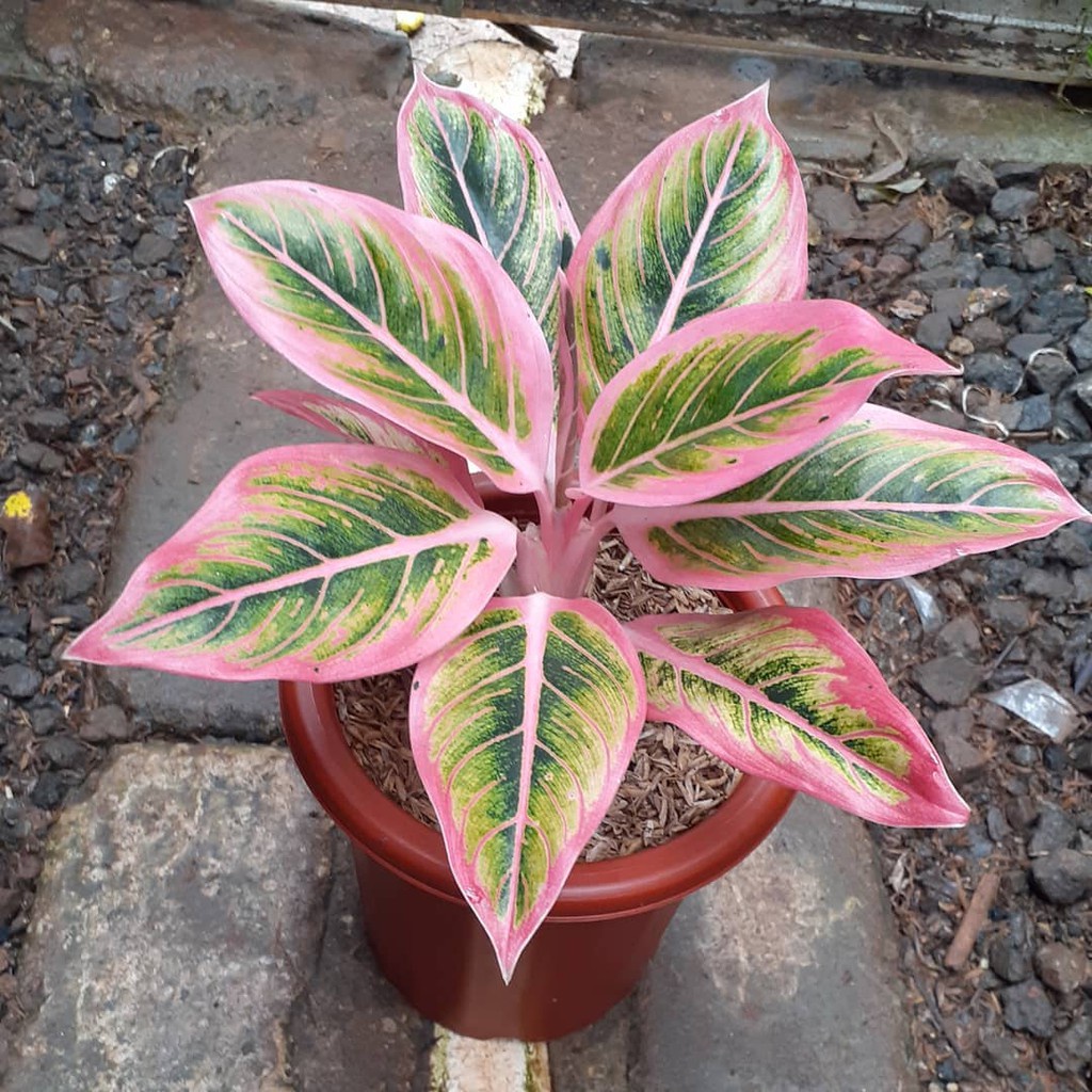 BIBIT BONGGOL Bonggol aglonema lotus bertunas