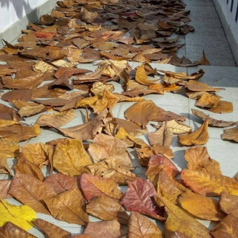

daun ketapang laut paket hemat 10 daun cocok untuk obat ikan