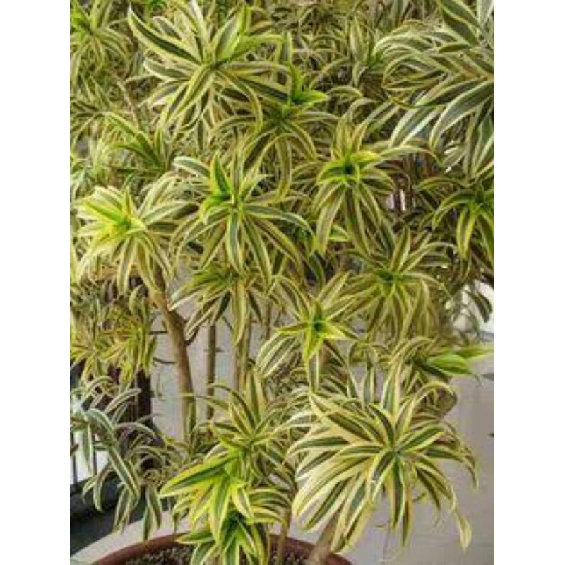 Dracaena Song Of India 2 Meter - Pohon Besar Dracena - TitipBibit