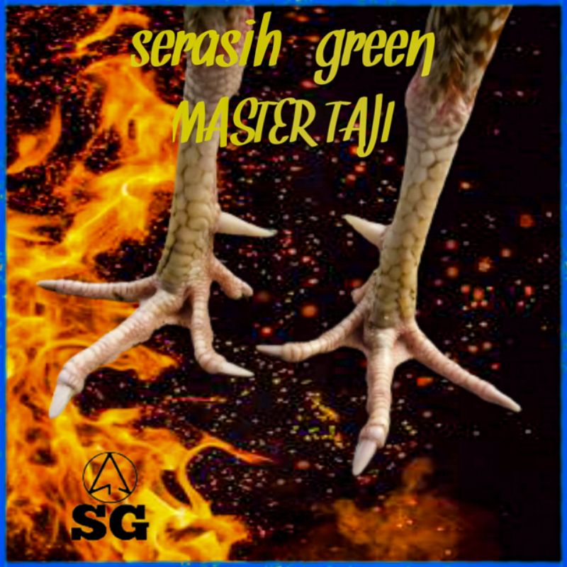 Tarung arena laga ayam Bangkok super big match minyak Taji racun Jalu pukul rata kemenangan mutlak