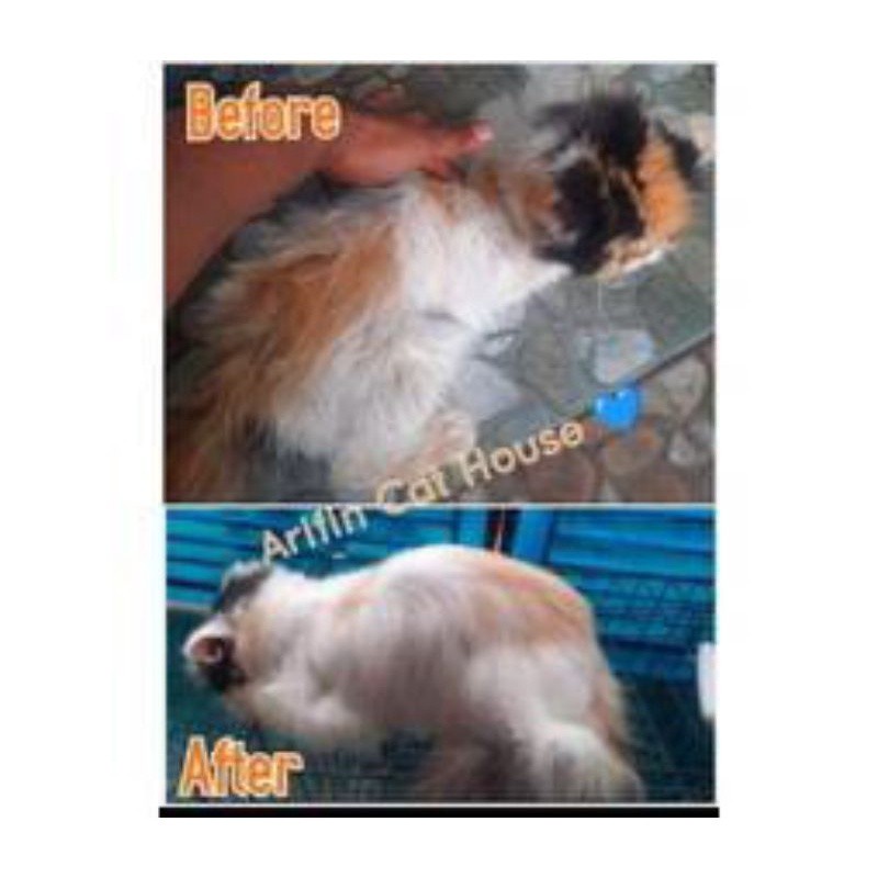 ACH Premium Shampoo &amp; Conditioner Kucing &amp; Anjing