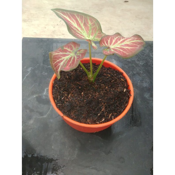 tanaman hias caladium cina-rich of thai