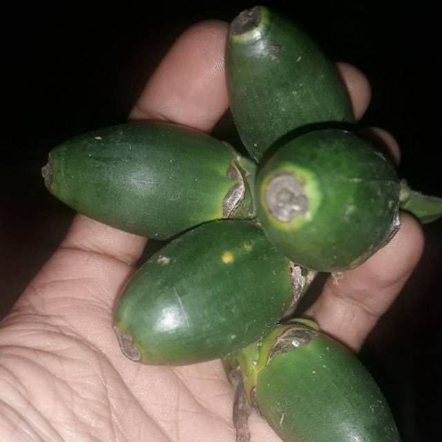 

Pinang Muda 1 Kg Presh Petik dadakan Murah