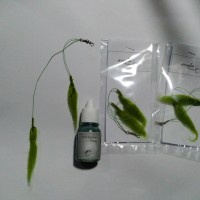 umpan lumut tiruan / umpan lumut tiruan spesial ikan nila mujair / lumut tiruan umpan pancing ikan /