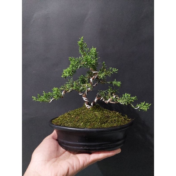 tanaman bonsai cemara sargenti siap pajang - TitipBibit