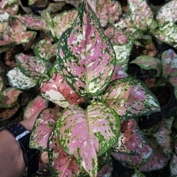 (NEW) bonggol aglonema tricolor