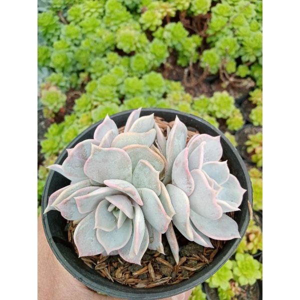 sukulen echeveria lilacina cluster
