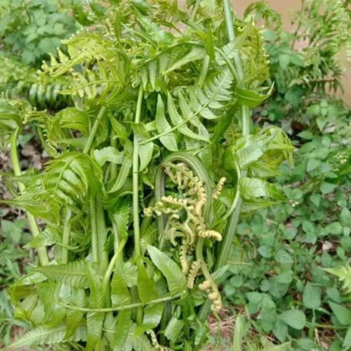 

PAKIS SAYUR SEGAR 500 GRAM