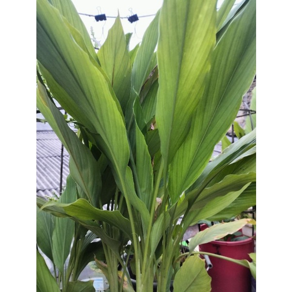 

Daun kunyit segar 50 gram