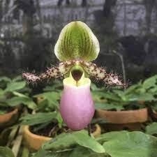 anggrek paphio papio paphiopedilum glaucophyllum anggrek selop - spesies pohon hidup - TitipBibit