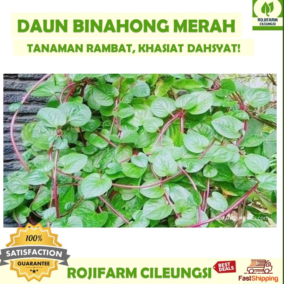 

[Terkece Se-RI] Daun Binahong Merah Segar Premium Quality 100 gr