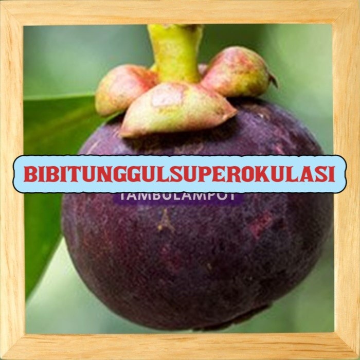 Bibit Tanaman Buah manggis Okulasi Stek Cangkok Unggul Tambulampot CCC