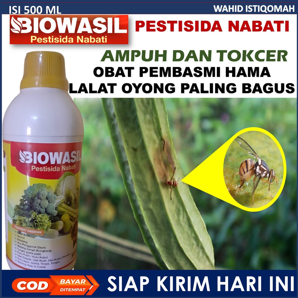 (PROMO COD) Obat Hama lalat oyong air Paling Ampuh Sudah terbukti mampu untuk mencegah dan membasmi 