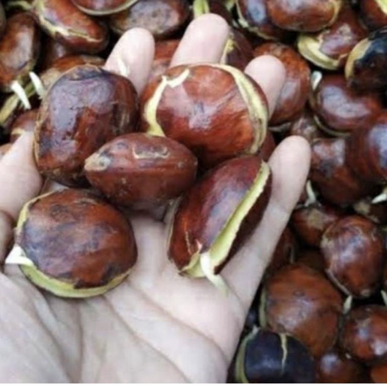 

[KODE I844I] SayurHD Jengkol 250gr