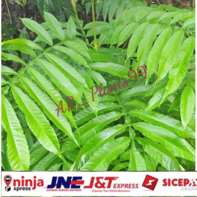 

herbal daun sungkai segar 250 gram