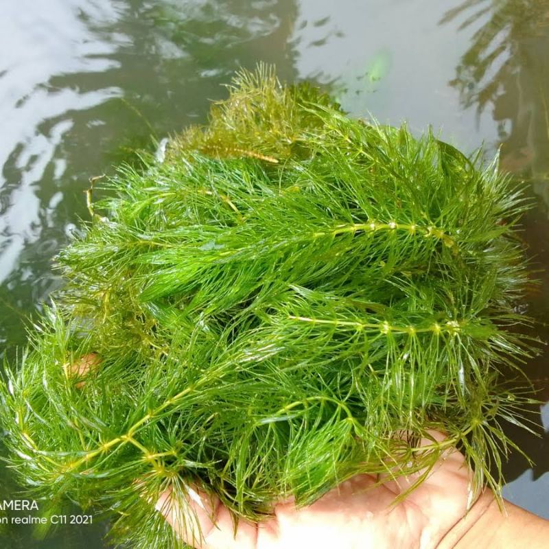 

tanaman air ganggeng 15 cm cocok untuk ikan bertelur