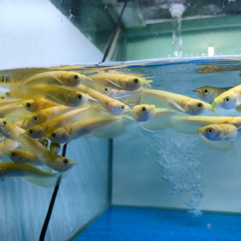 Arowana Silver Albino Predator