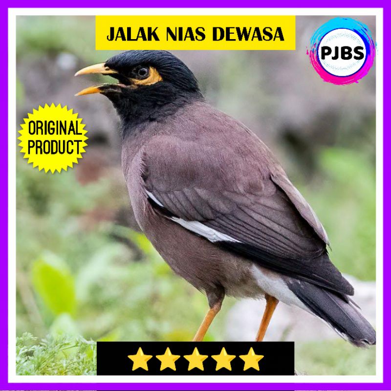 JALAK NIAS