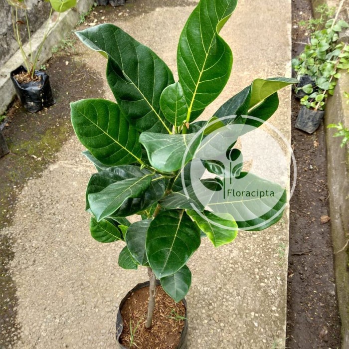 Bibit pohon buah nangka mini - Tanaman buah nangka mini yesss