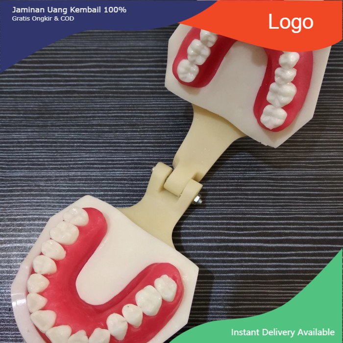 Model Gigi Pelatihan Ortho Wax Dental study model typodont orthodontic