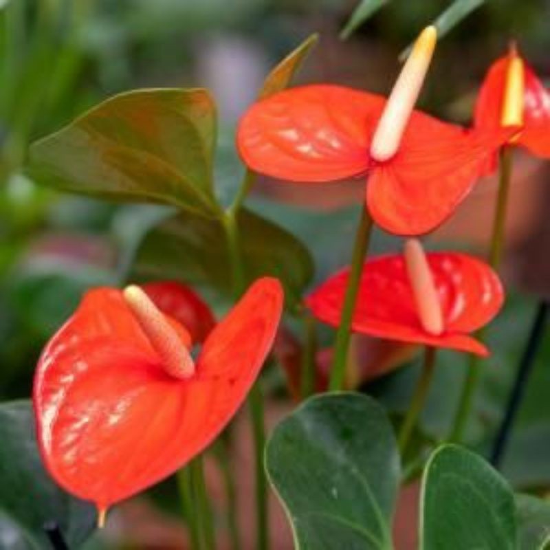 Pohon Tanaman Bunga Anthurium Bangkok - Anturium Bunga Warna Bergaransi