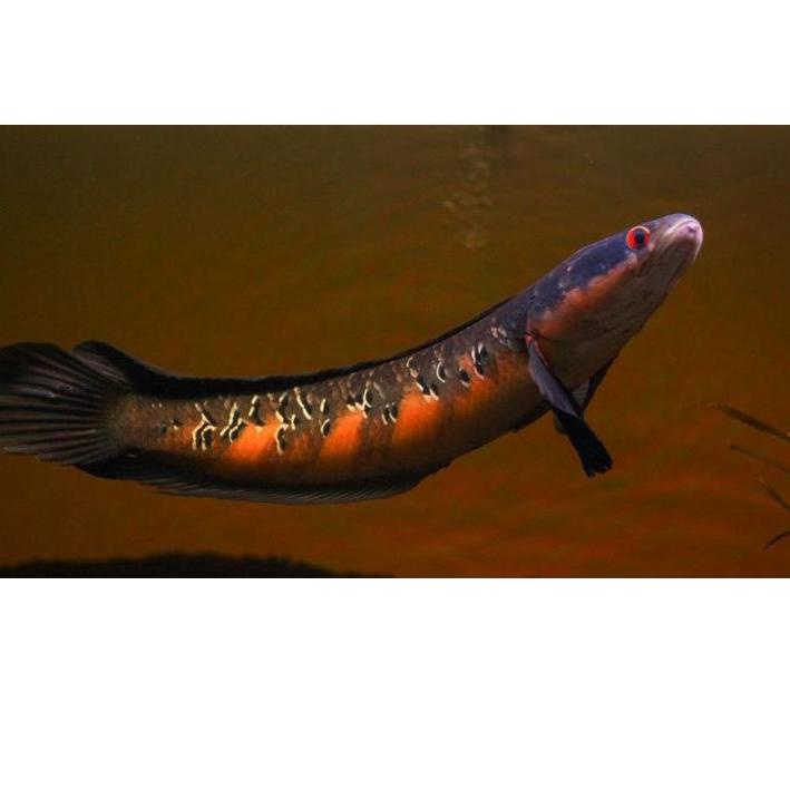 【LAST CHANCE】 chana maru red barito sortiran baby 3 cm an Borong