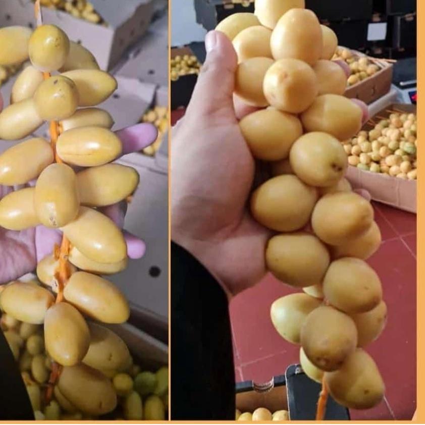 

★ Kurma Muda Kuning Fresh Mengkel - 1 Kg ●